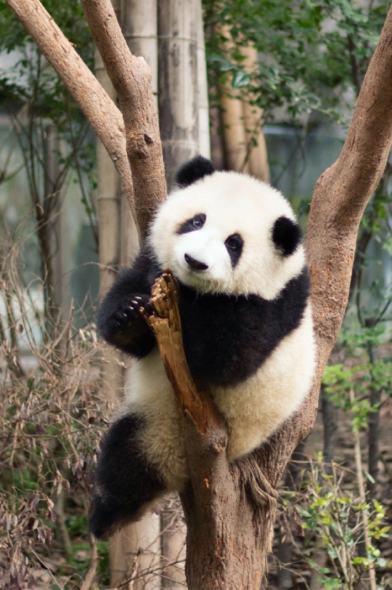 Panda gigante sobre árbol